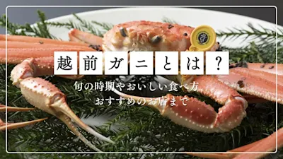 越前ガニとは？旬の時期やおいしい食べ方、おすすめのお店まで