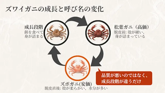 ズワイガニの成長と呼び名の変化