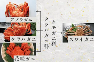 カニの分類