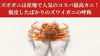 ズボガニは産地で人気のコスパ最高カニ！脱皮したばかりのズワイガニの呼称