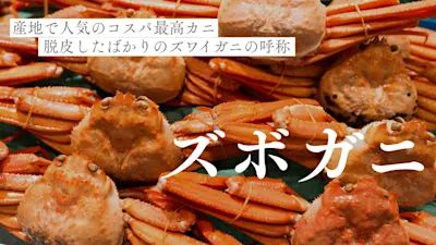 ズボガニは産地で人気のコスパ最高カニ!脱皮したばかりのズワイガニの呼称