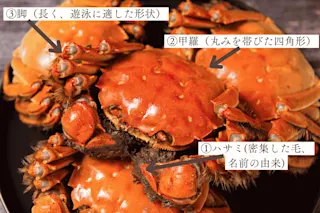 上海蟹導入