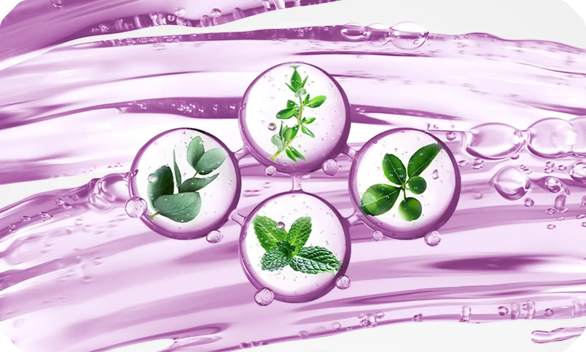 Power of Listerine Mouthwash, 4 essential oils: eucalyptol, thymol, menthol and methyl salicylate