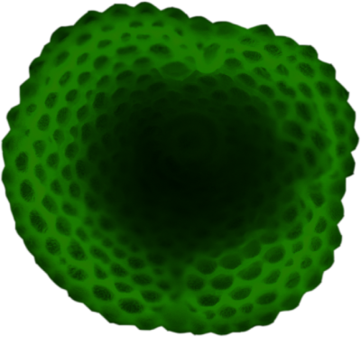 Foraminifera