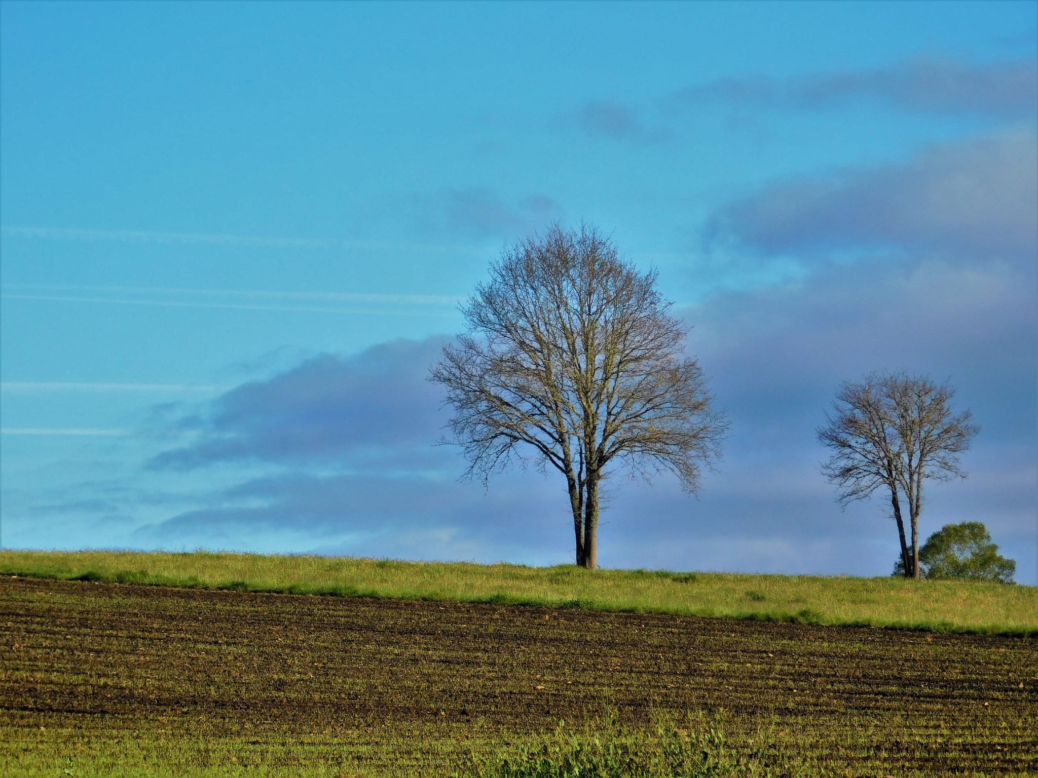 Campo con due alberi, cielo azzurro e nuvole dietro