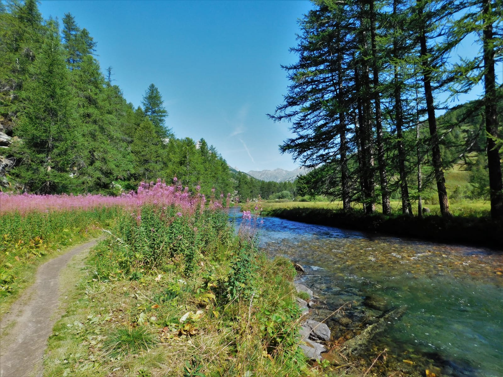 Un fiume in mezzo a una foresta, con fiori e montagne sullo sfondo