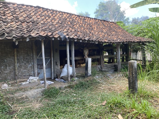 Kandang Sapi