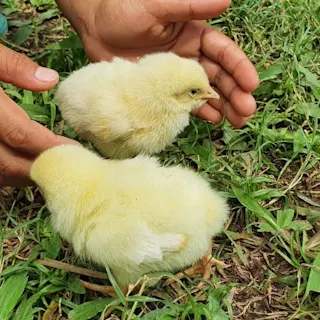 Prinsip Mengasuh Anak dalam Konteks Memahami Bakat