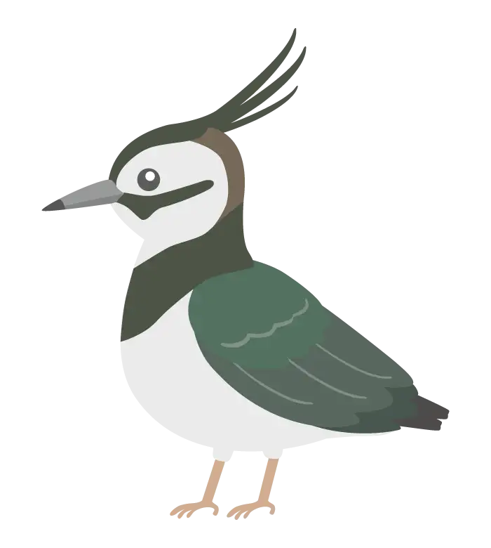 タゲリのイラスト