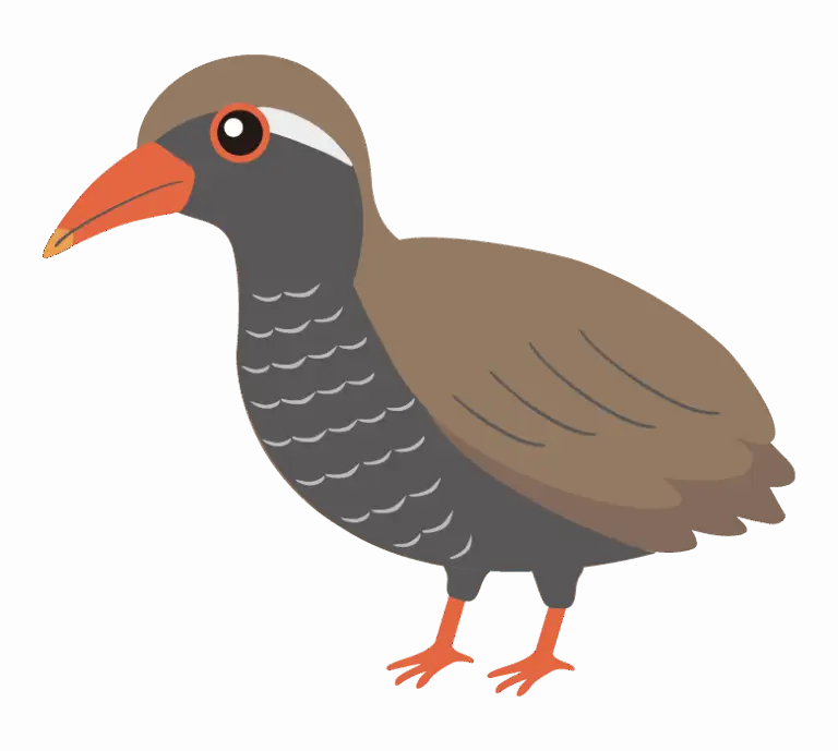 ヤンバルクイナのイラスト