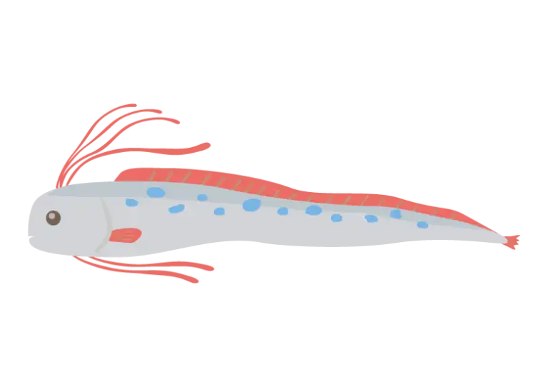 リュウグウノツカイのイラスト