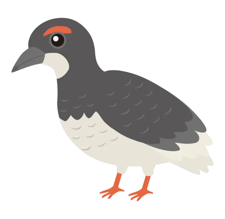 ライチョウのイラスト