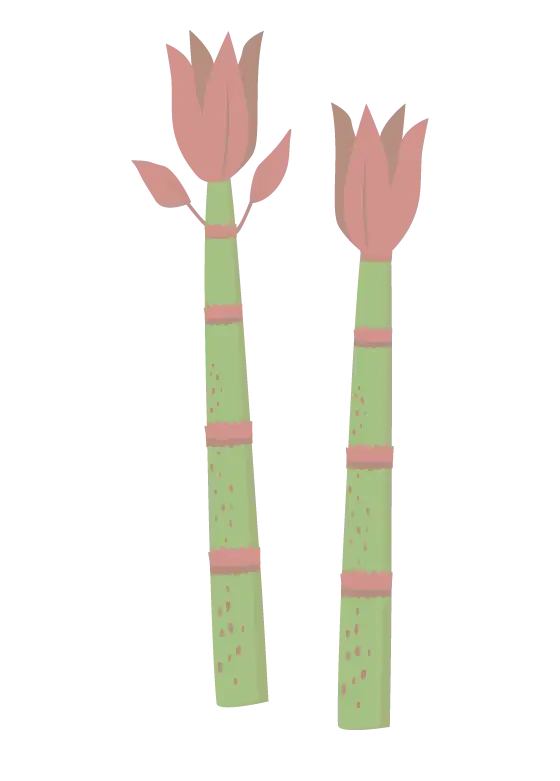 イタドリのイラスト