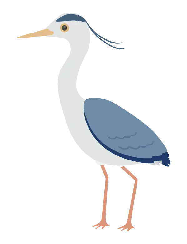 アオサギのイラスト