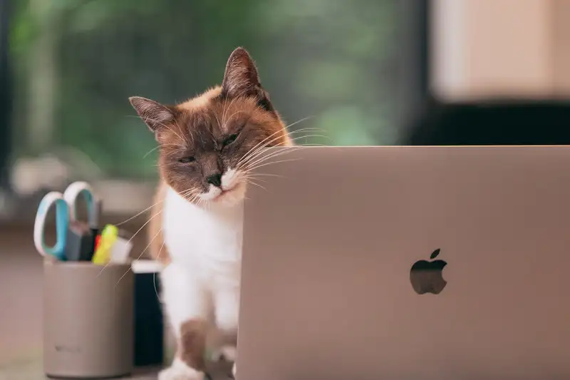 パソコンの前で寝てる猫