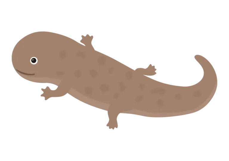 オオサンショウウオのイラスト