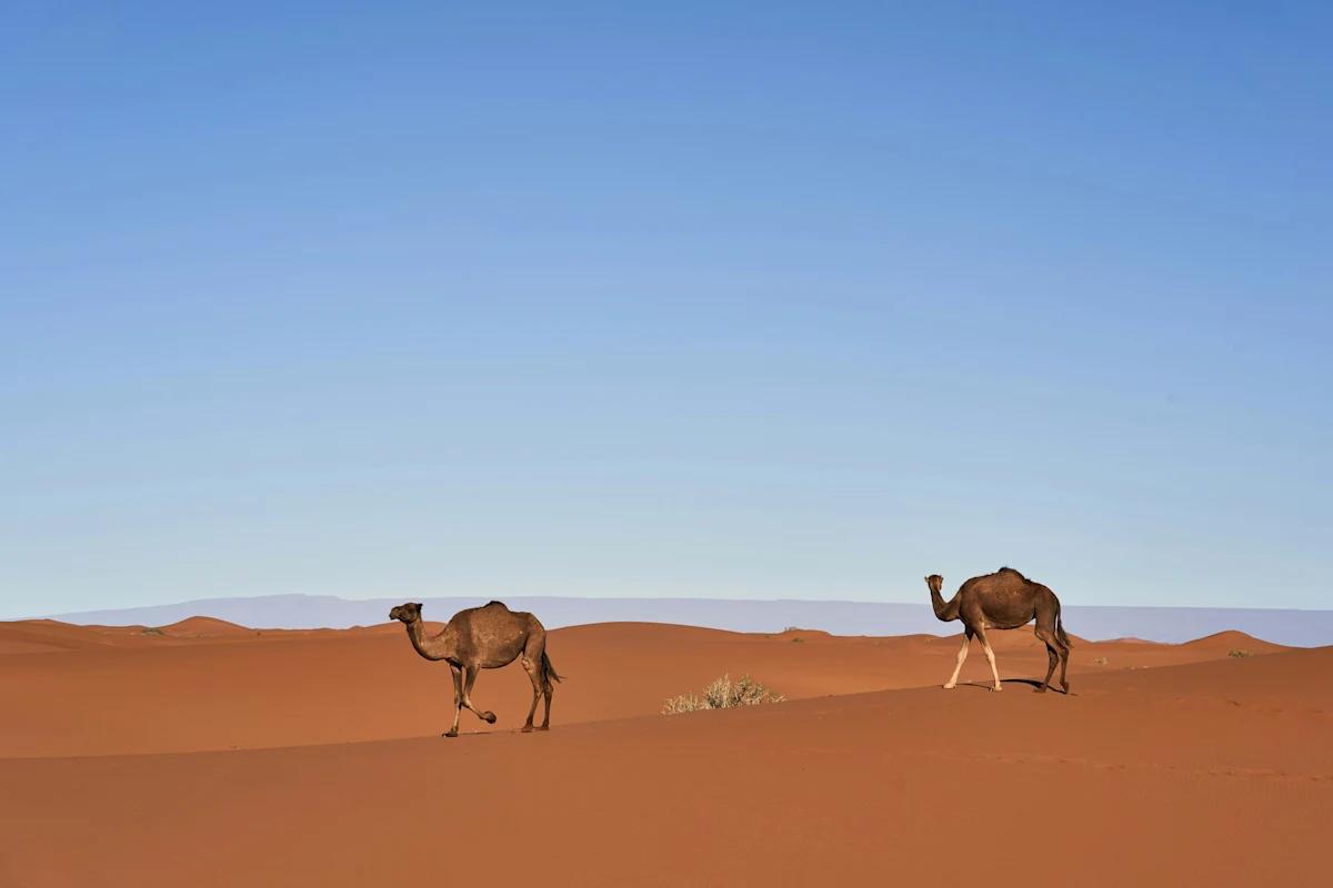 Deux chameaux marchant sur des dunes dorées sous un ciel bleu clair.
