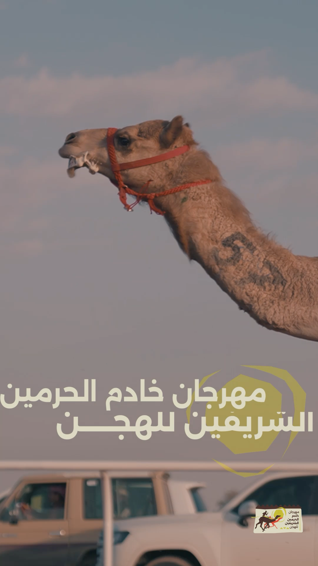 Camel at the Crown Prince Camel Festival with cars in the background, captured for vertical video advertising.