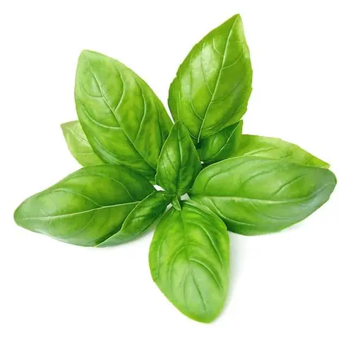Basil