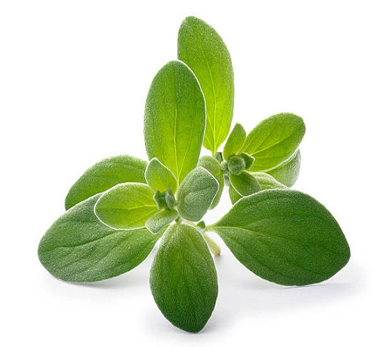 Marjorum