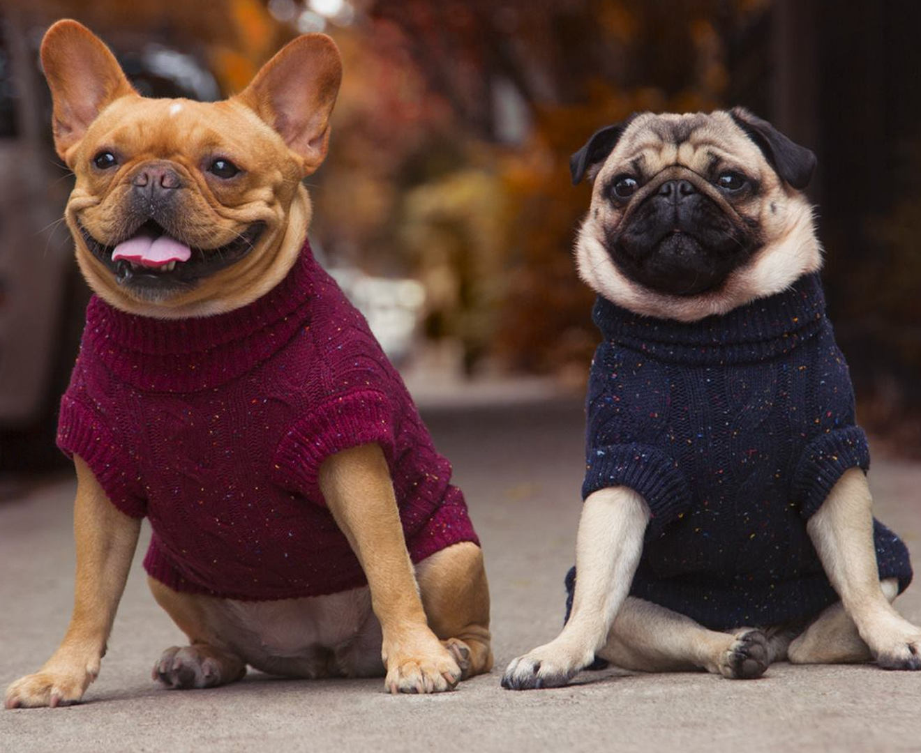 project-image-canadapooch | Two dogs in sweaters.