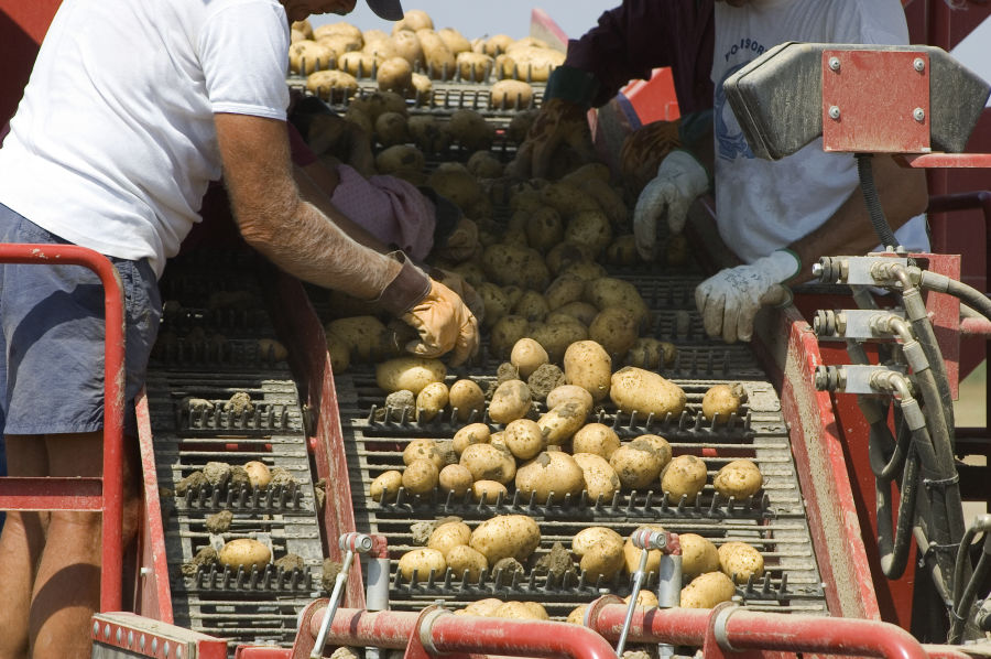 Some men select good potatoes from scrap
