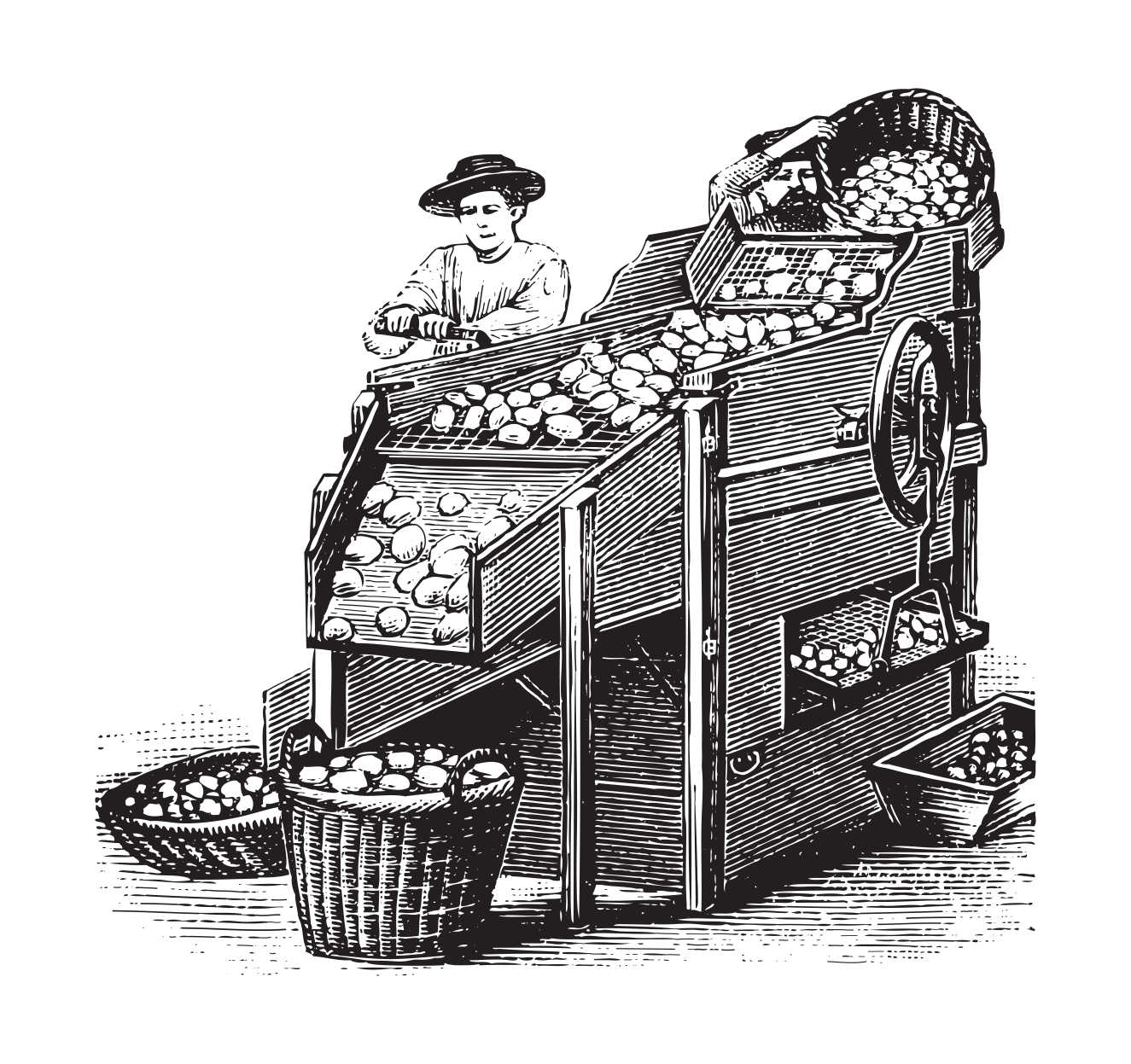 Illustration of 19th century potato bagger
