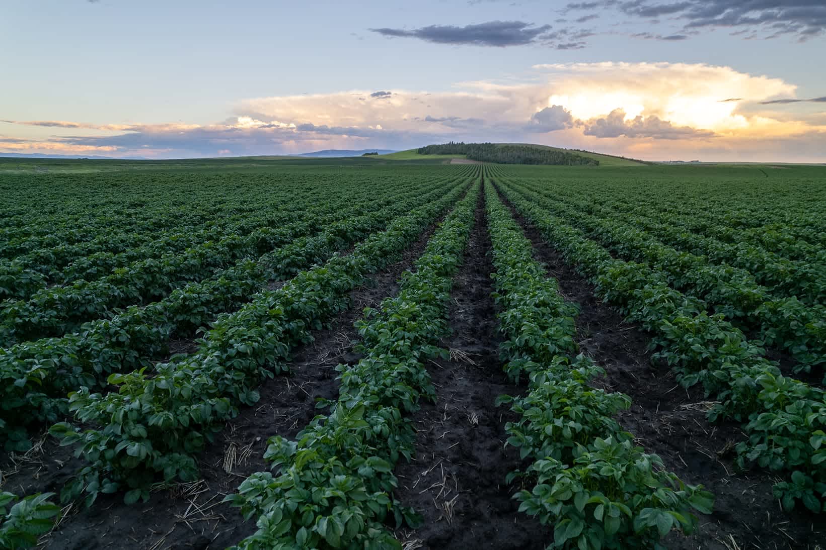 agricultural field