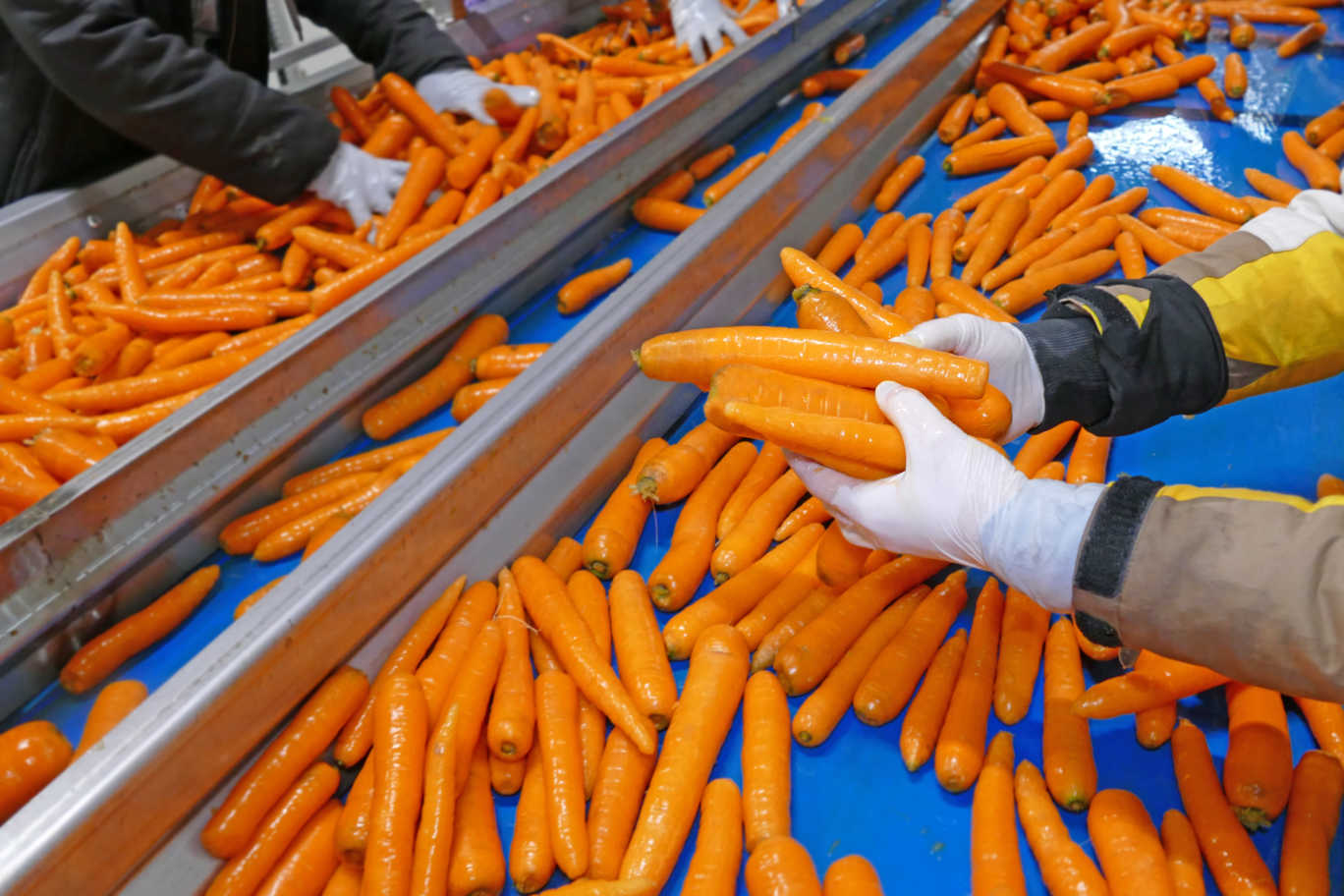carrot-sorting-feed-machine-agriculture