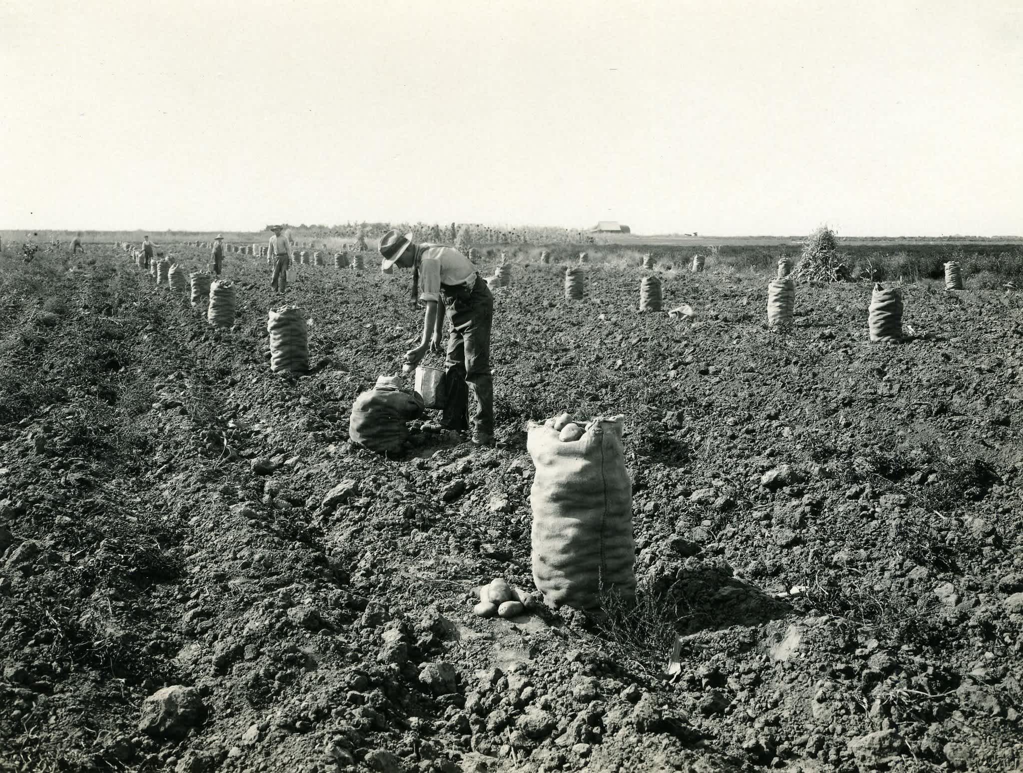 Pre-agricultural revolution farmhand manually harvesting and bagging potatoes in Idaho 
