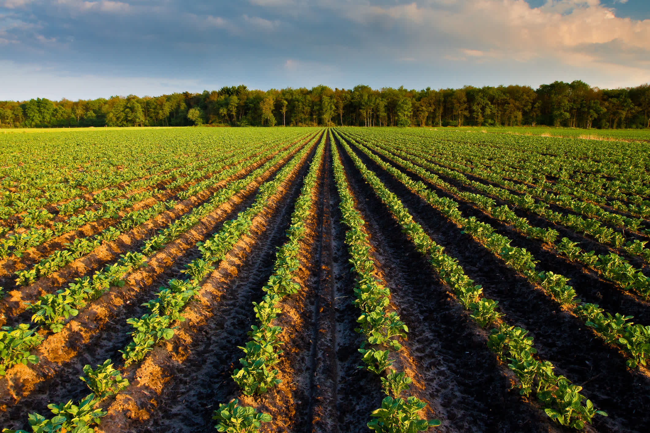 farm with rows of potato crops