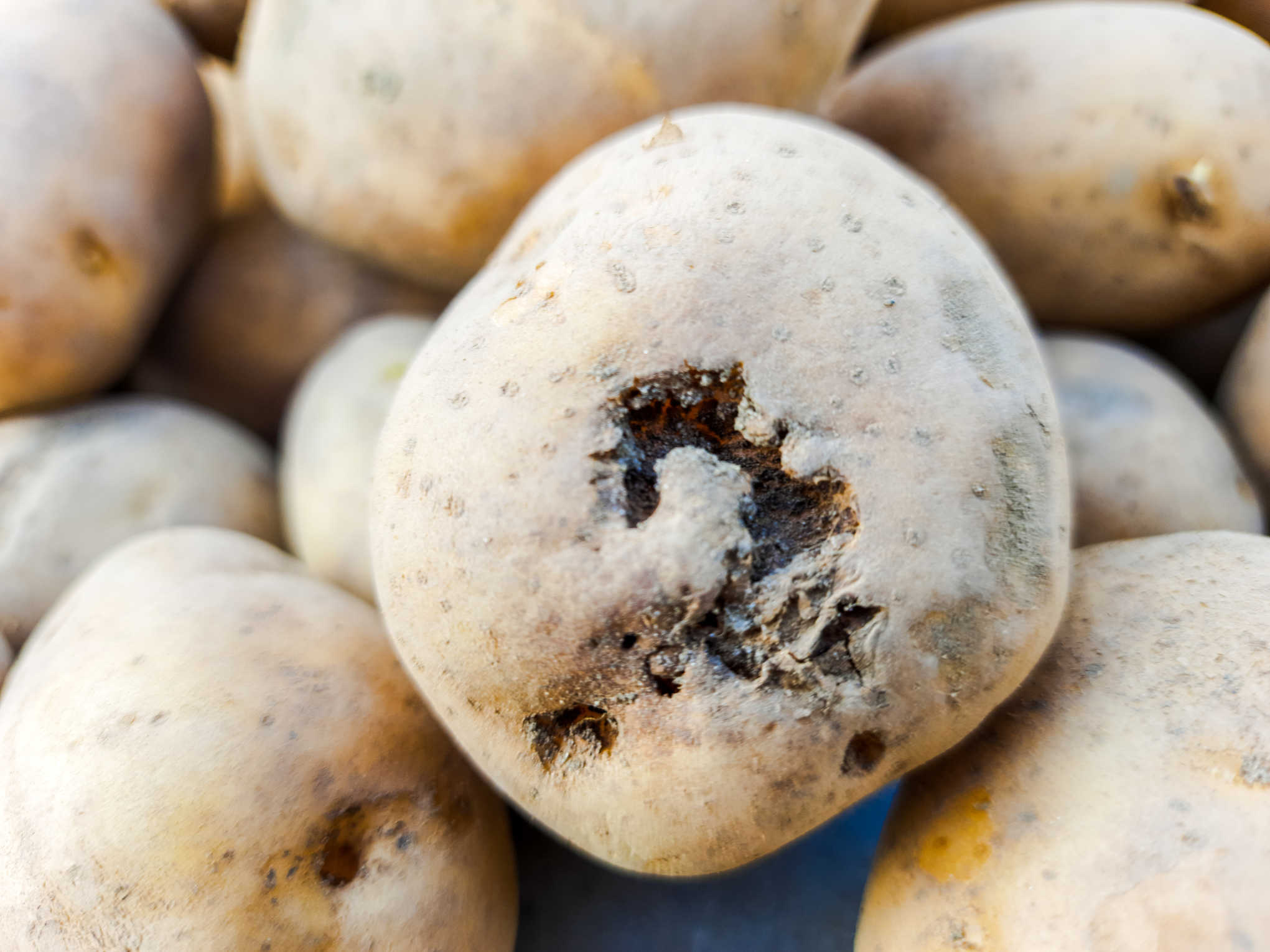 Potato tuber with common scab diseases in potatoes 