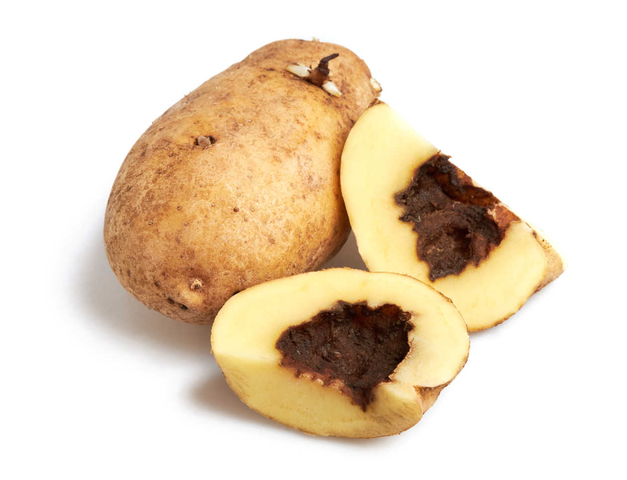 Diseased Potato