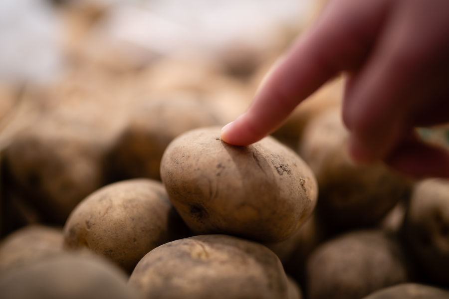 usda potato grade standards