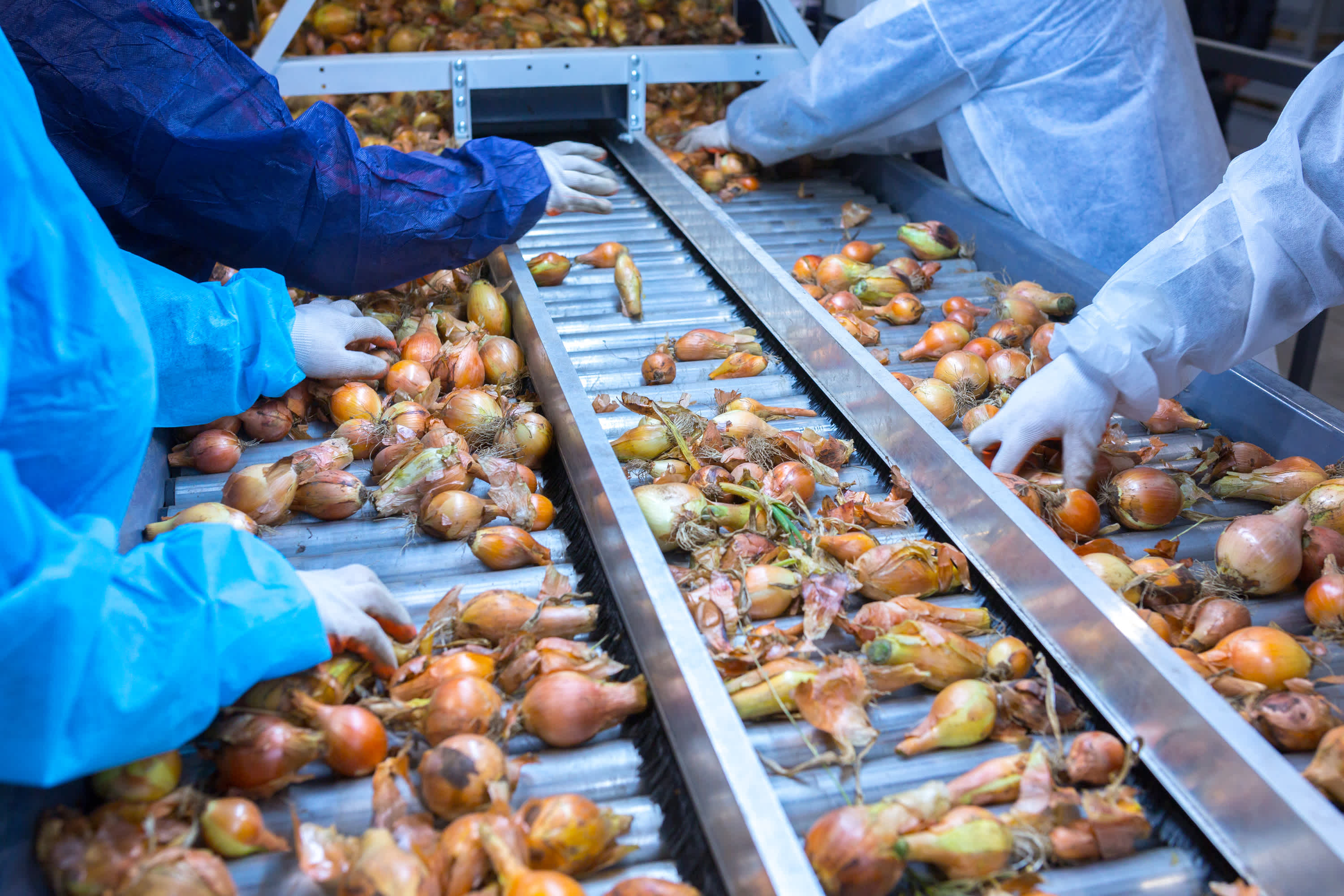 Onion-sorting-equipment-jobs