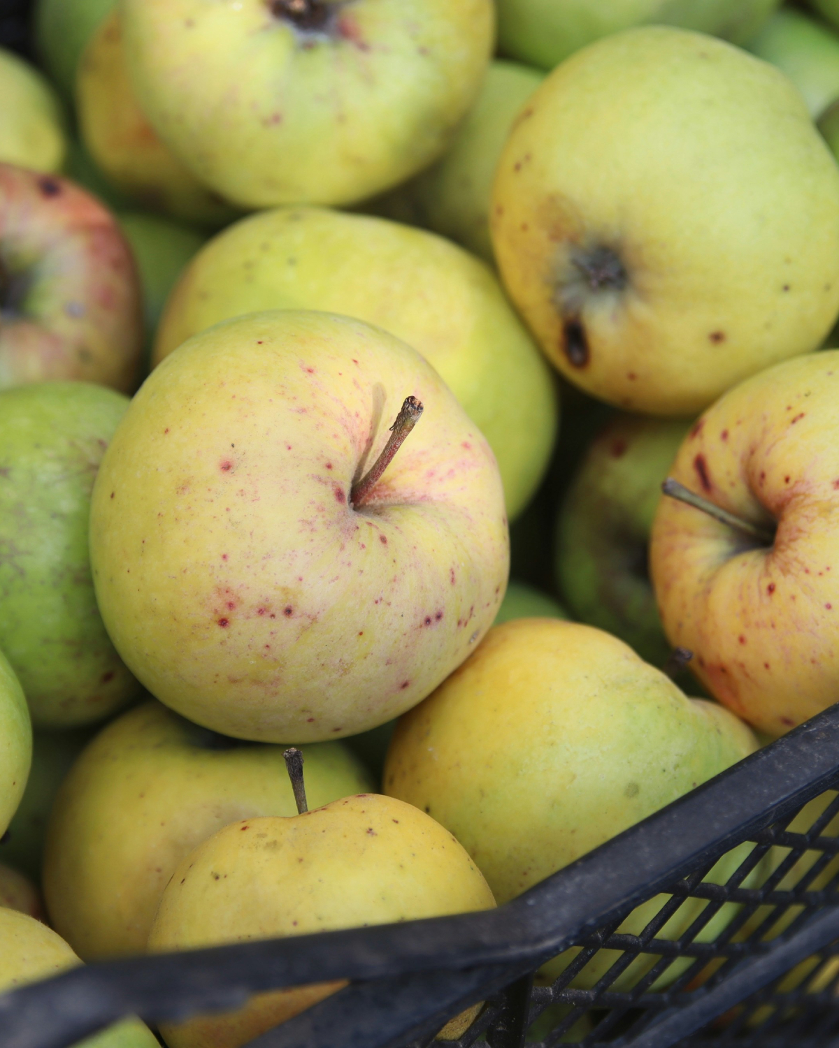 fall-food-fitness