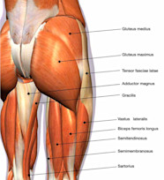 AN ANATOMICAL INTRODUCTION TO THE GLUTEAL MUSCLES AND 4 EFFECTIVE 
