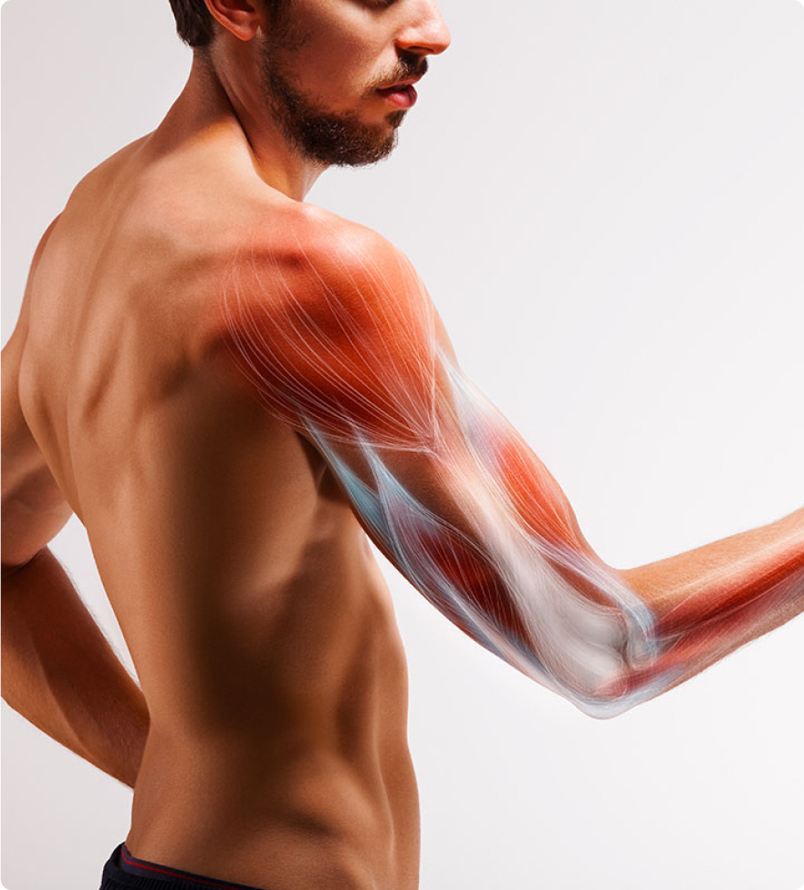 man-antagonistic-muscles