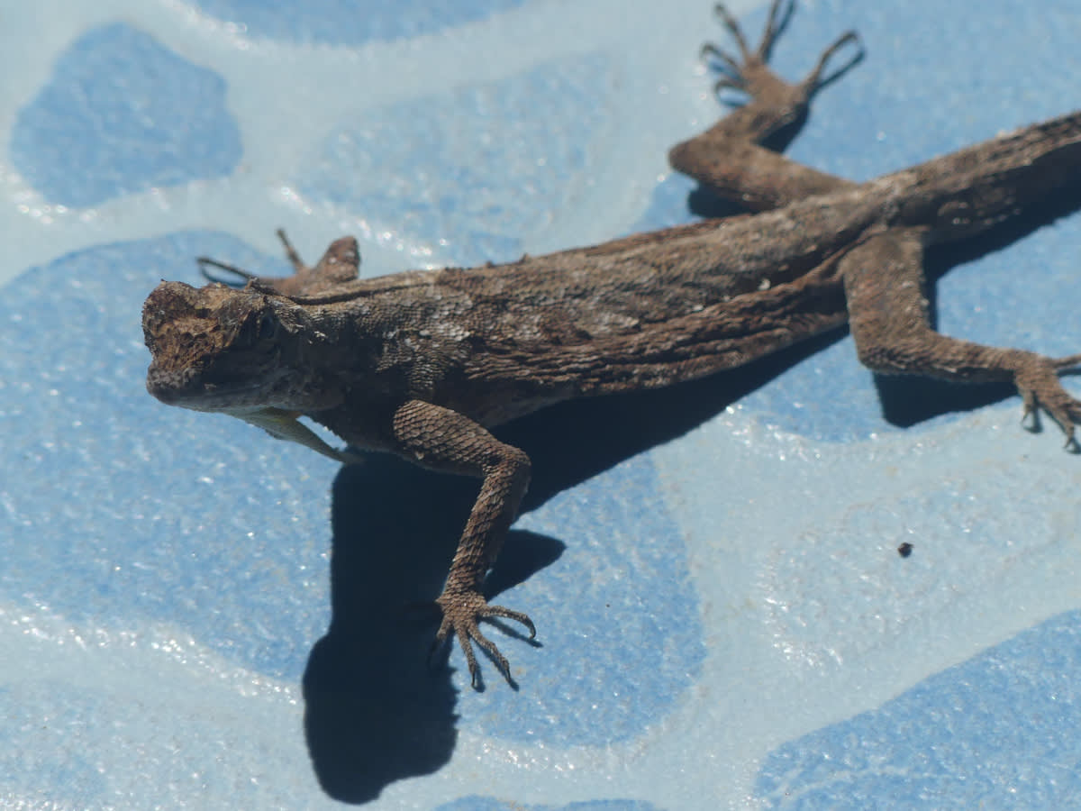 Ještěrka Draco maculatus