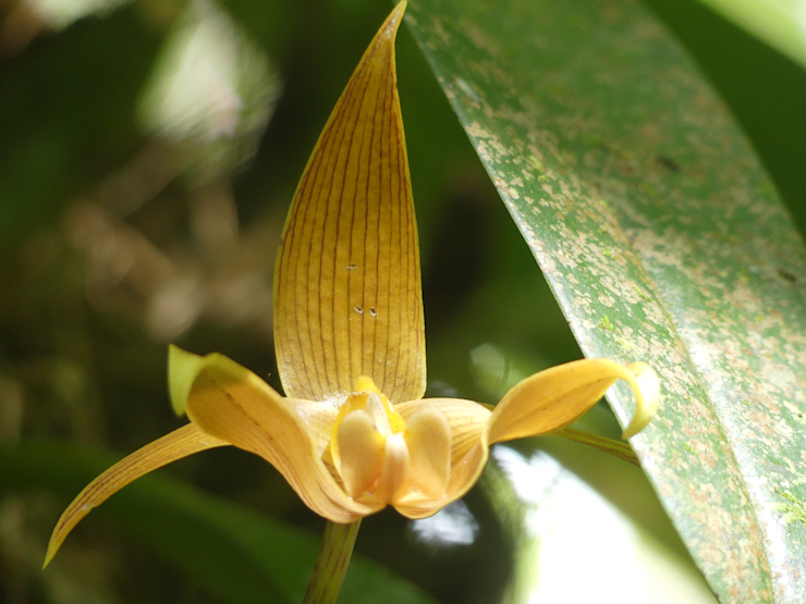 Orchidej Bulbophyllum lobbii