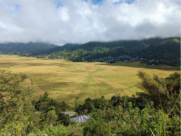 Pavučinová rýžová políčka Pavučinová rýžová políčka
