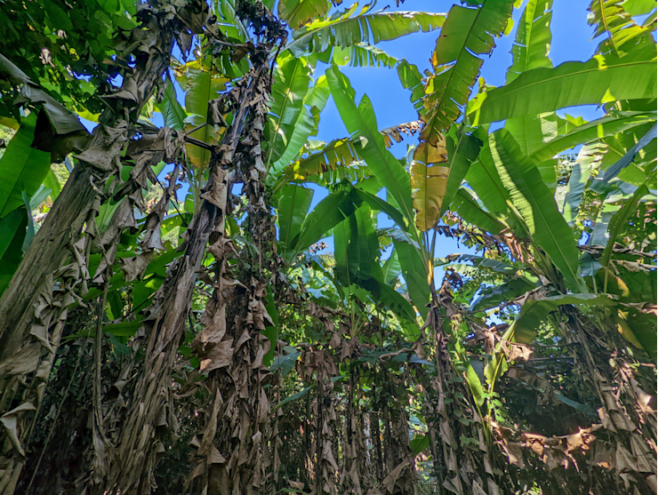 Divoký banány se nejí Divoký banány se nejí