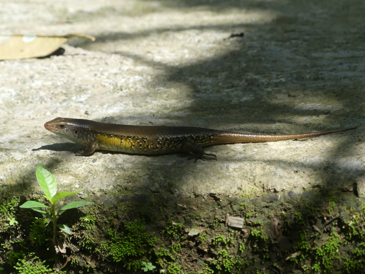 Á zase ještěrka - mabuja východní (Eutropis multifasciata)