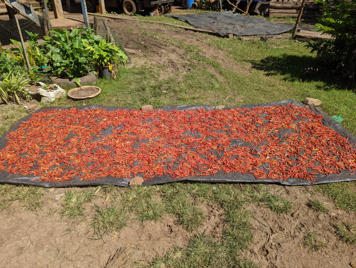 Pálí, pálí, to to pálí (chilli papričky)