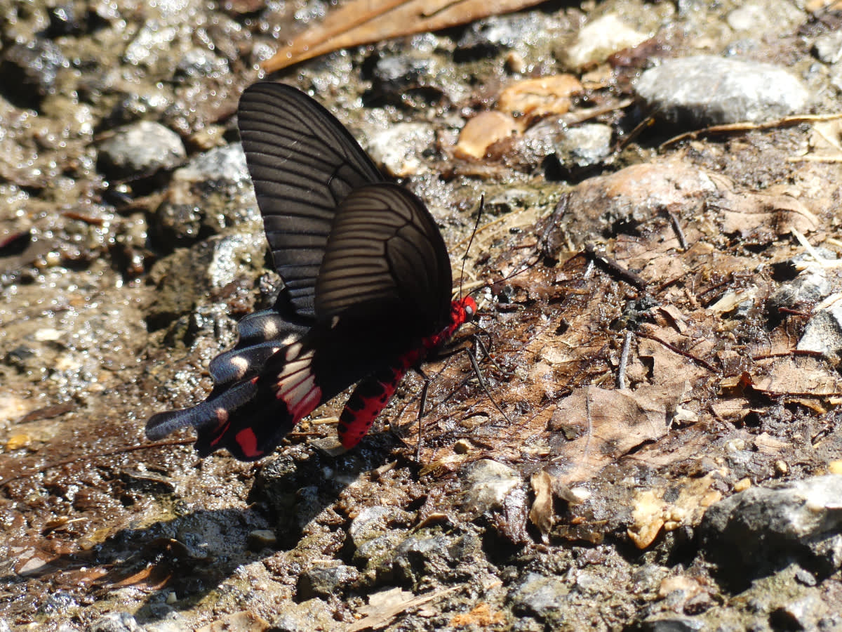 Otakárek Atrophaneura aristolochiae