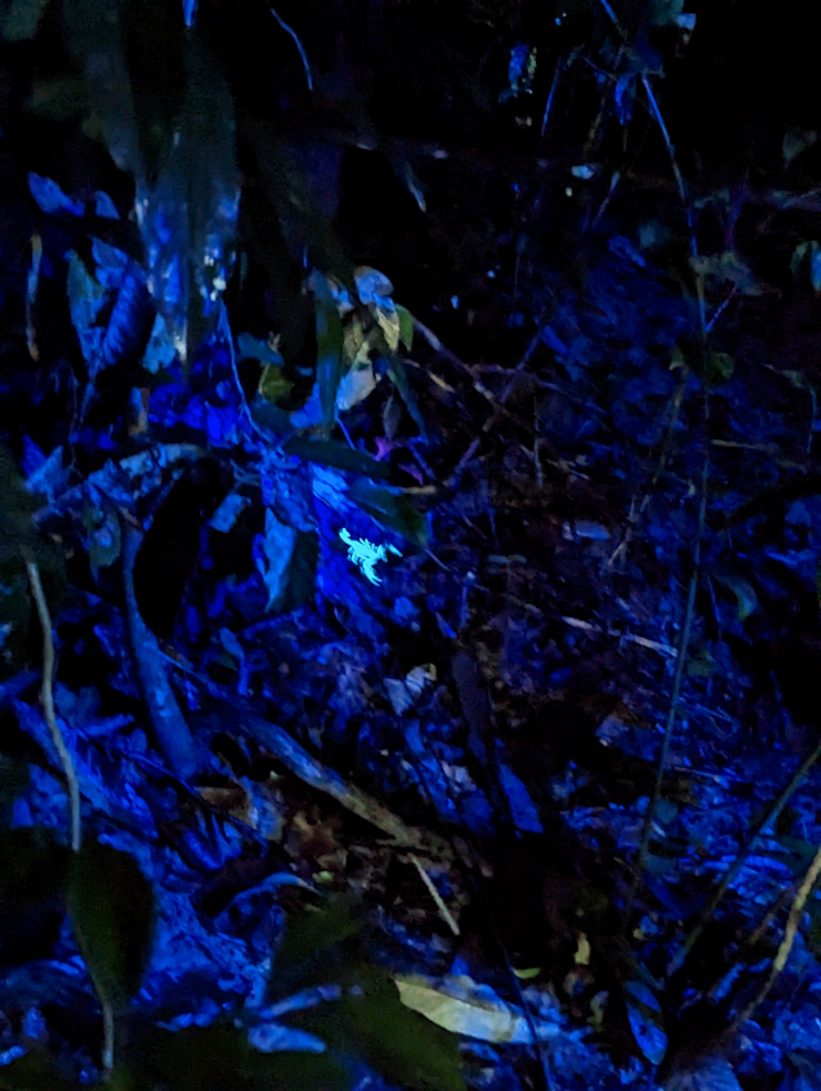 Luminiscenční štír Luminiscenční štír