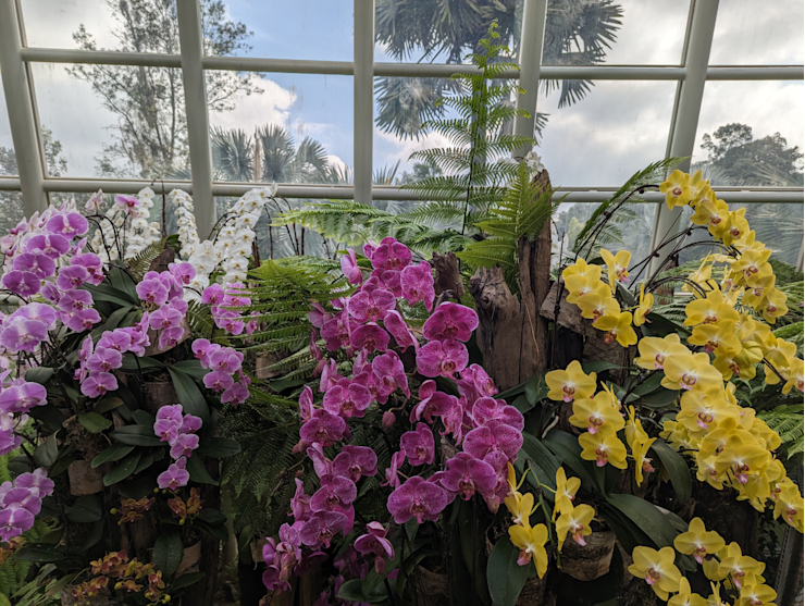 Desítky pestrobarevných orchidejí Desítky pestrobarevných orchidejí