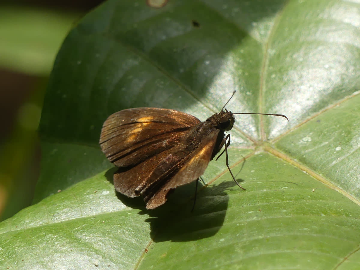 Koruthaialos sindu