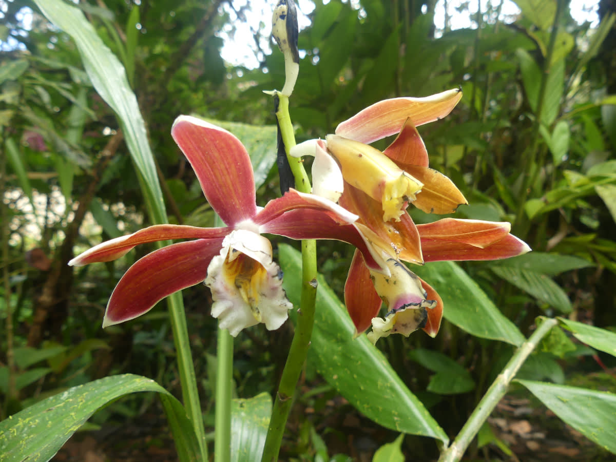 Orchidej rodu Phaius