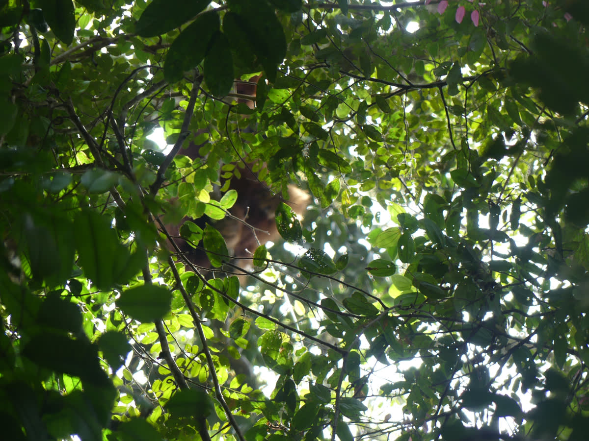 Orangutaní samec 